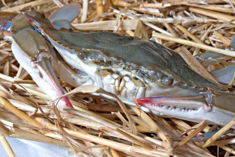 Bulk Upload